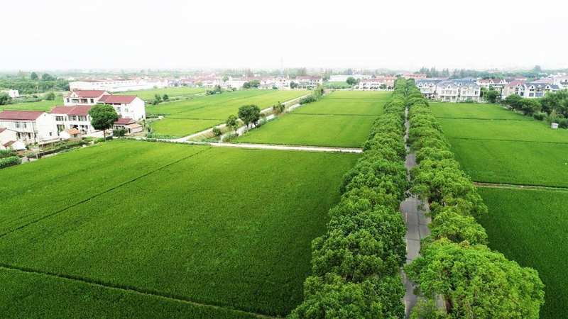  从“过夜中转站”到“艺术目的地”：七灶村乡村旅游转型的底层逻辑与实战方法论 文化旅游