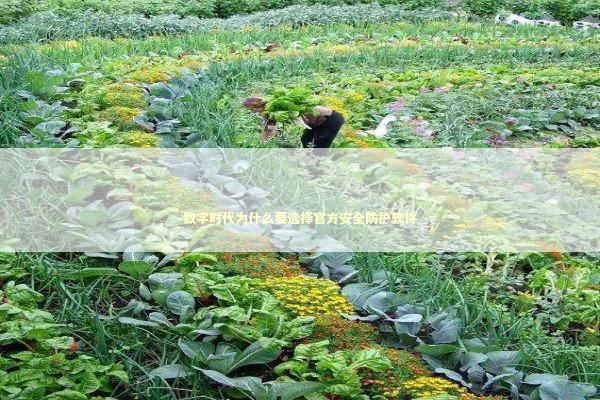 数字时代为什么要选择官方安全防护软件 IT技术